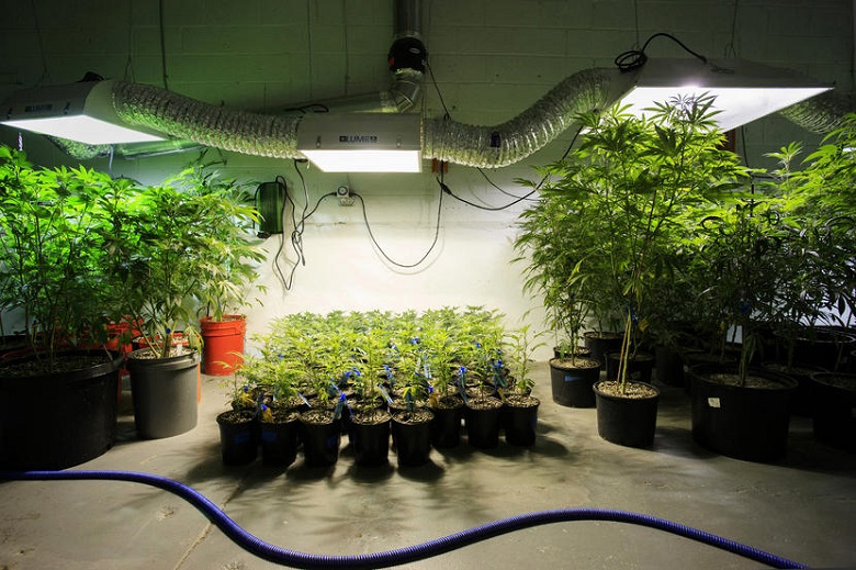 Cannabis_Grow2.jpg