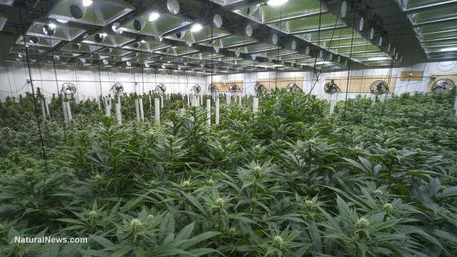 Cannabis_Grow_Facility_-_naturalnews.jpg