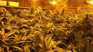 Cannabis_Grow_Op3.jpg