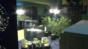 Cannabis_Grow_Room.jpg