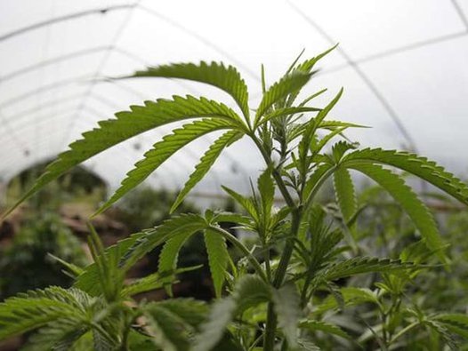 Cannabis_Growing_Greenhouse.jpg