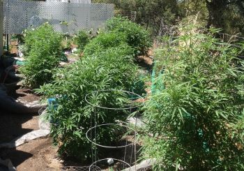 Cannabis_Growing_Outdoors.jpg