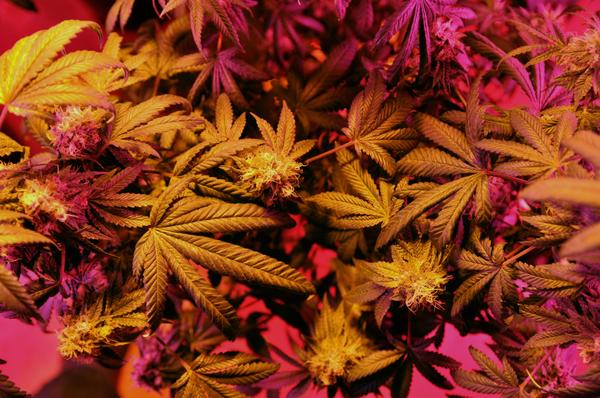 Cannabis_Grown_Under_LED.jpg