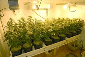Cannabis_Indoor_Grow.jpeg