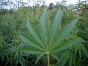 Cannabis_Leaf1.jpg