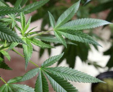 Cannabis_Leaf1.png