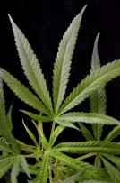 Cannabis_Leaf10.jpg