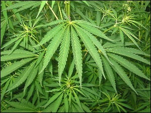 Cannabis_Leaf11.jpg