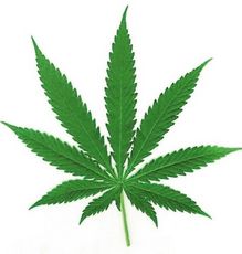 Cannabis_Leaf12.jpg