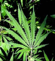 Cannabis_Leaf14.jpg