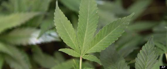 Cannabis_Leaf15.jpg