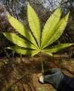 Cannabis_Leaf16.jpg