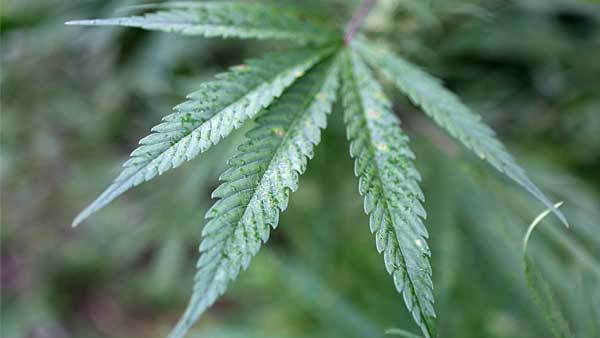 Cannabis_Leaf17.jpg