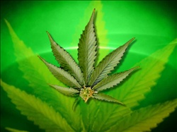 Cannabis_Leaf19.jpg