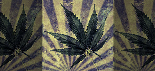Cannabis_Leaf2.jpg