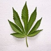 Cannabis_Leaf23.jpg