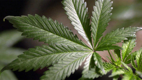 Cannabis_Leaf25.jpg