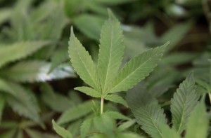 Cannabis_Leaf6.jpg