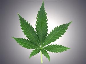Cannabis_Leaf7.jpg