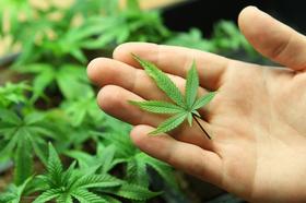 Cannabis_Leaf8.jpg