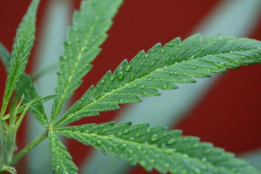 Cannabis_Leaf9.jpg