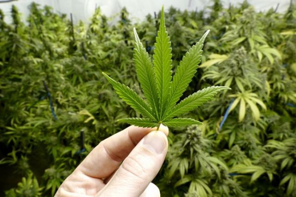 Cannabis_Leaf_-_iStockphoto.jpg