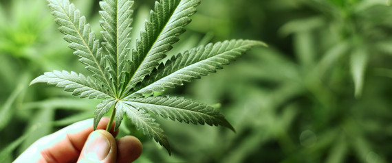 Cannabis_Leaf_.jpg