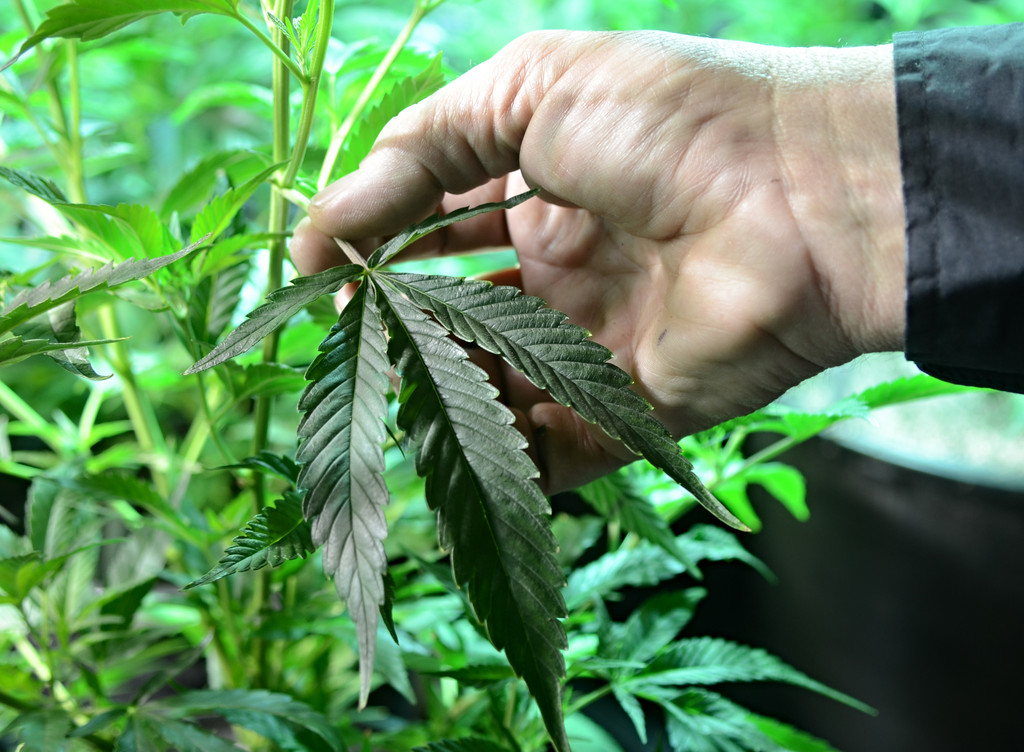 Cannabis_Leaf_Hand.jpg