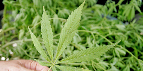 Cannabis_Leaf_Plants.jpg