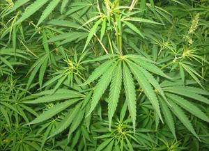 Cannabis_Leafs5.jpg