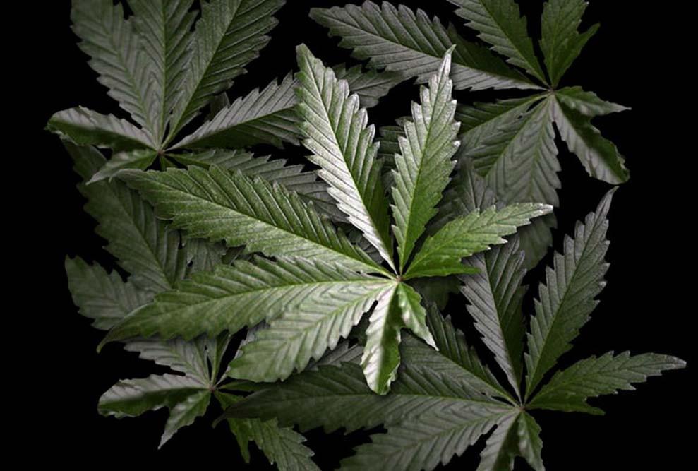 Cannabis_Leafs7.jpg
