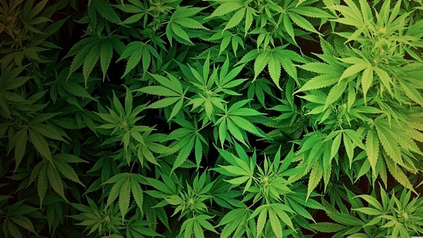 Cannabis_Leaves.jpg