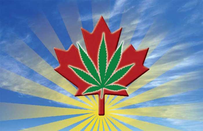 Cannabis_Over_Maple_Leaf_-_BoulderWeekly.jpg