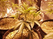 Cannabis_Plant.jpeg