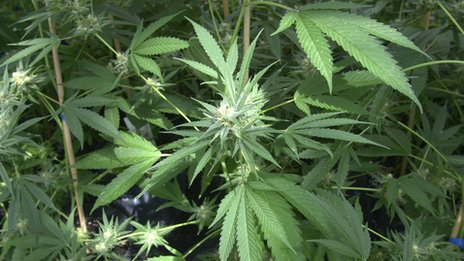 Image result for part of the weed plant do you smoke