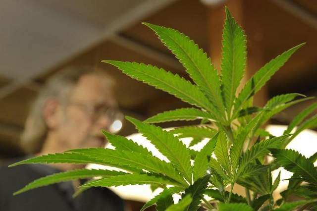 Cannabis_Plant11.JPG