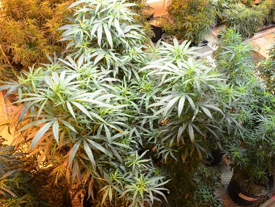 Cannabis_Plant14.jpg