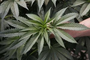 Cannabis_Plant16.jpg