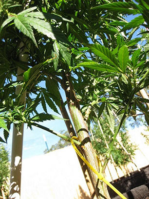 Cannabis_Plant18.jpg