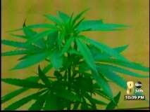 Cannabis_Plant2.jpg