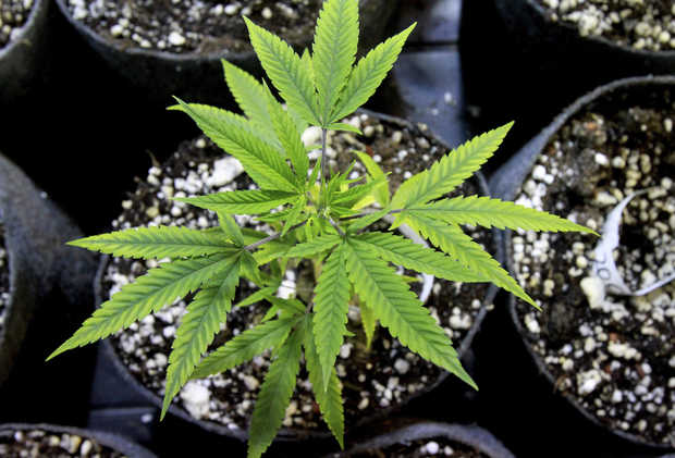 Cannabis_Plant20.jpg