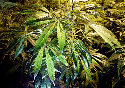 Cannabis_Plant21.jpg