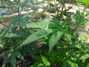 Cannabis_Plant23.jpg