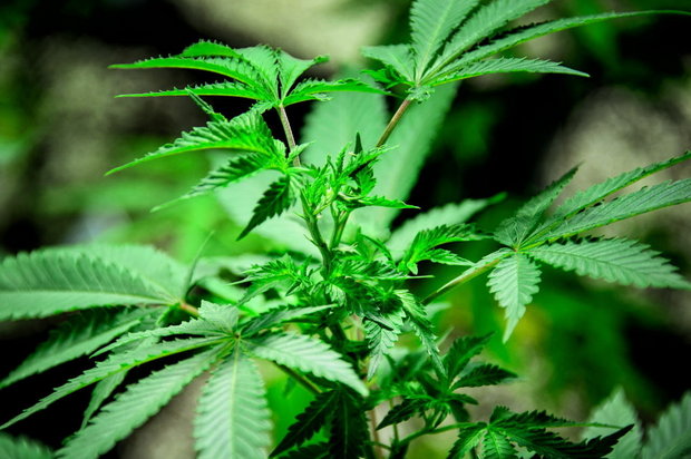 Cannabis_Plant26.jpg