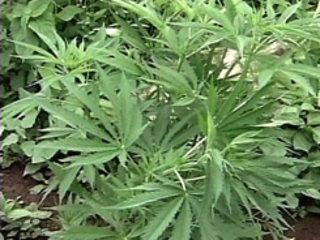 Cannabis_Plant4.JPG