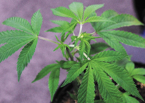 Cannabis_Plant5.JPG