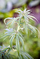 Cannabis_Plant7.jpg