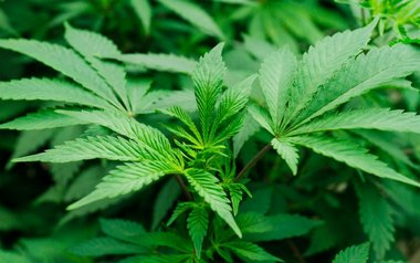 Cannabis_Plant8.jpg