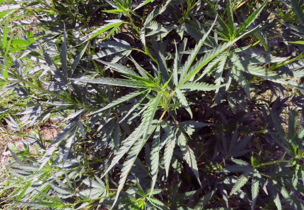 Cannabis_Plant_-_Kristen_Wyatt.jpg