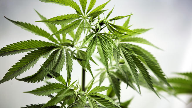 Cannabis_Plant_.jpg